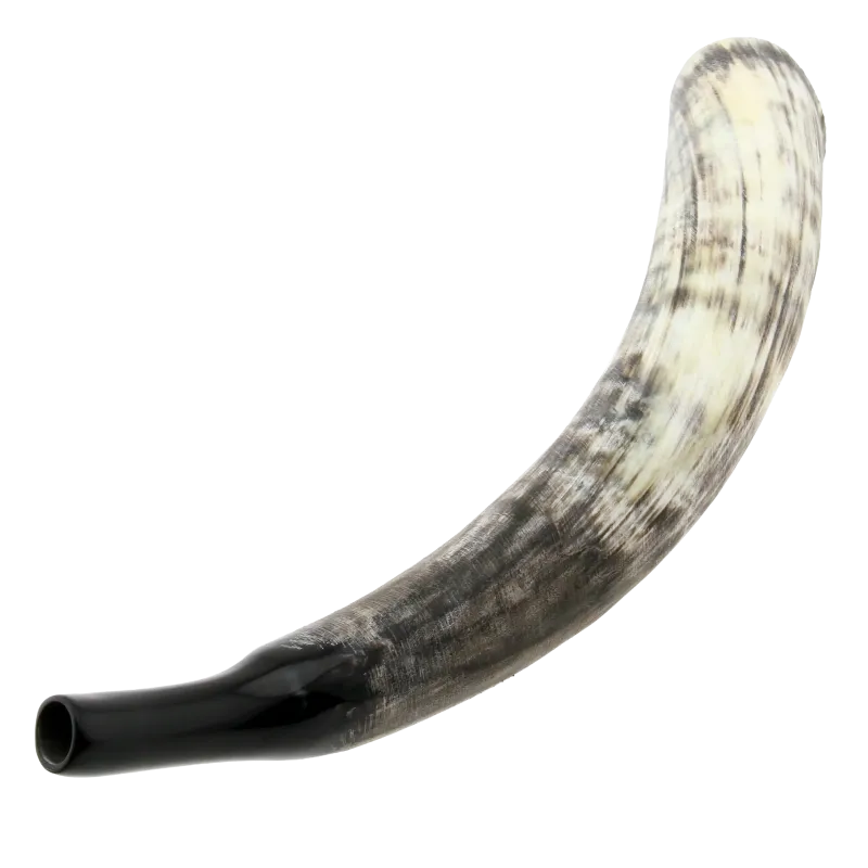 Cattle Horn | Rhythms & Roots