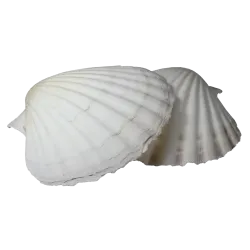 Percussive Seashells - As Cuncha | Rhythms & Roots
