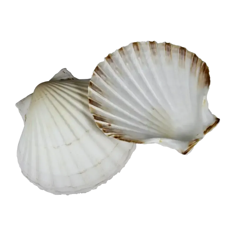 Percussive Seashells - As Cuncha | Rhythms & Roots
