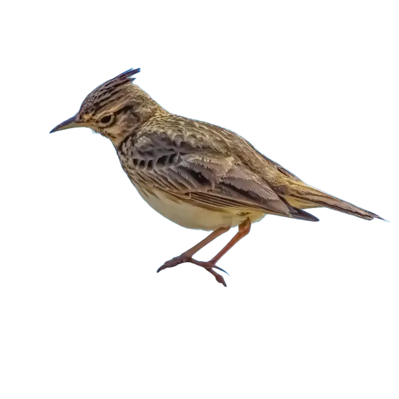 Birdcall Skylark Large | Rhythms & Roots