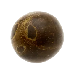 Coconut Egg Shaker - Natural Percussion | Rhythms & Roots